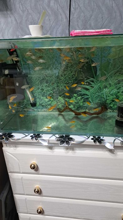 Цихлиды Африки (мальки)