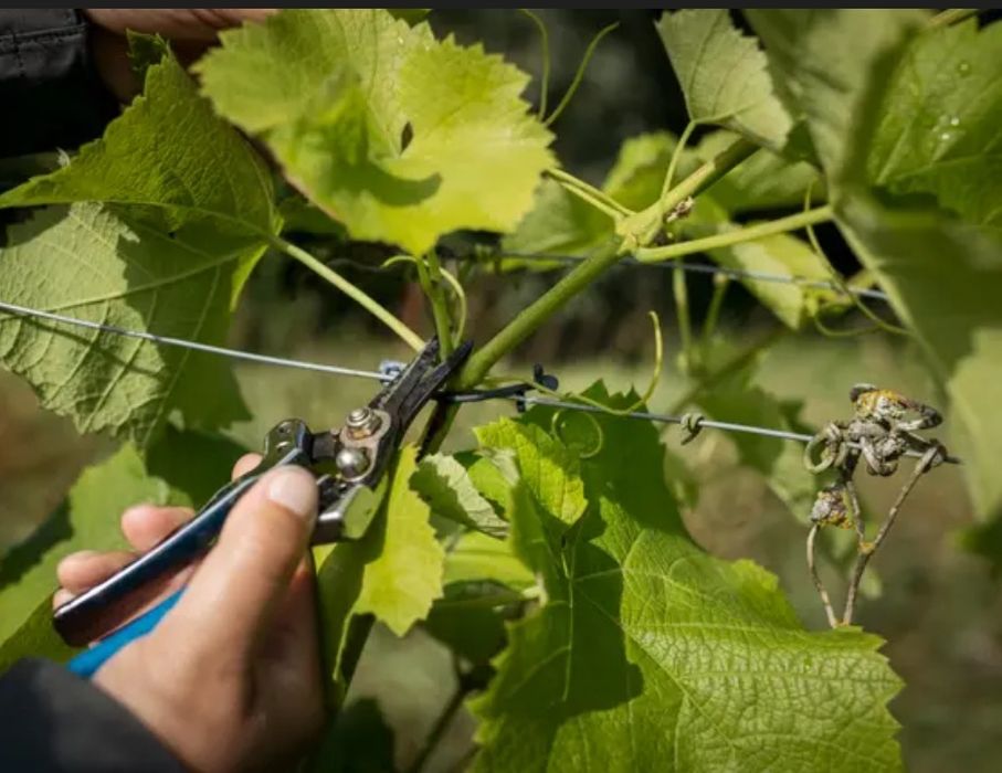 Обрезка винограда