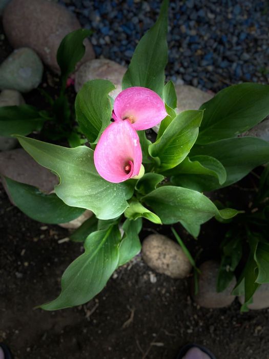 Продам Каллу,розовую