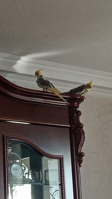 кареллы пара продам