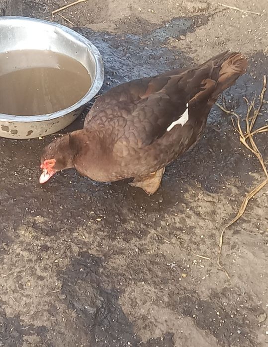 Vând rate mute ciocolatii