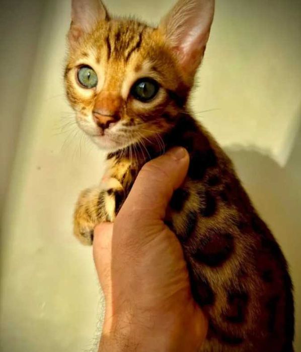 Бенгальские чудо котятки