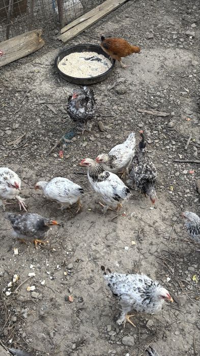 Pui de vânzare 20 lei buc