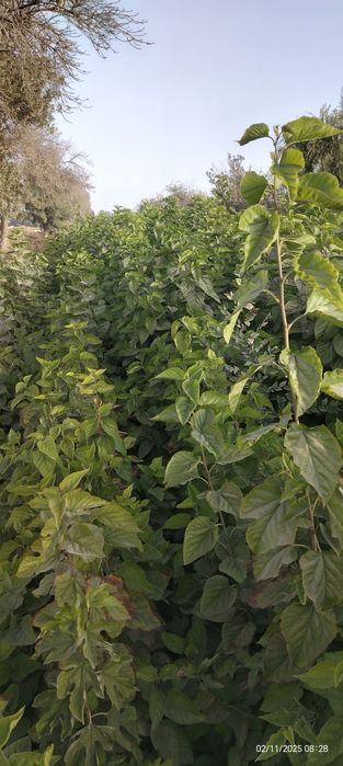 Mevali va manzarali kuchatlar optim narxda