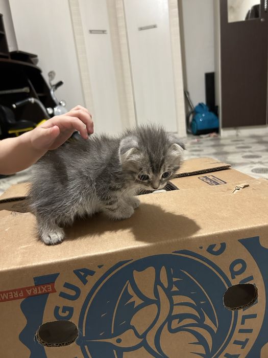 Продам котенка вислоухого