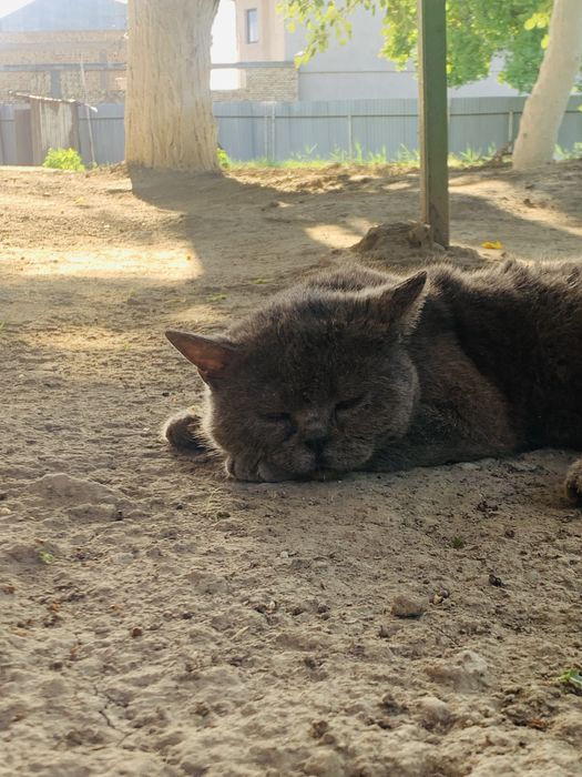 Продается кот породистый любиший хозяйна .Крупный британский кот