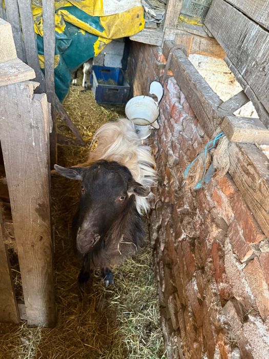 vand tap fara coarne