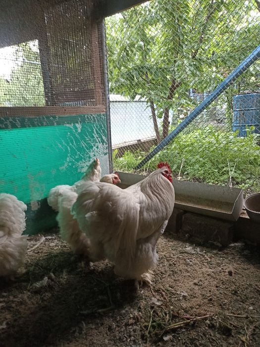 Продам цыплят белый кохи