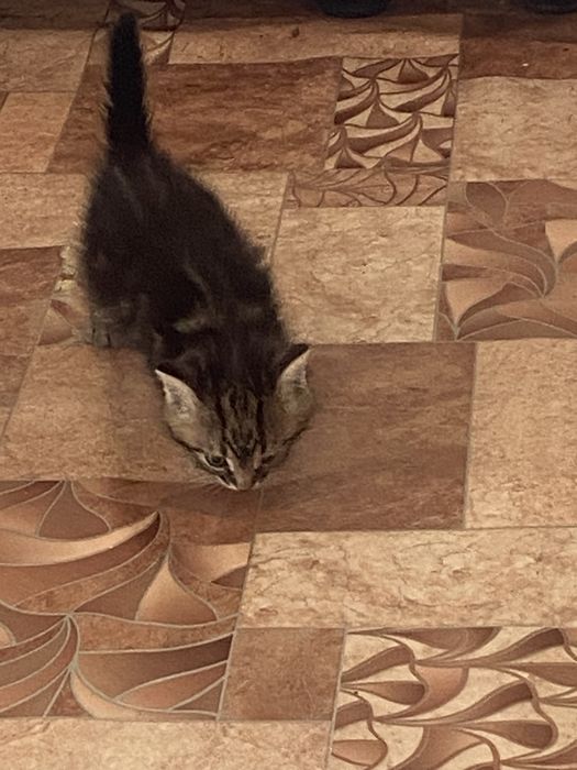 Отдадим Котят в добрые руки