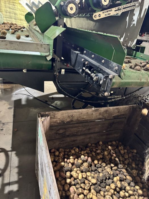 Vand cartofi calibru mic