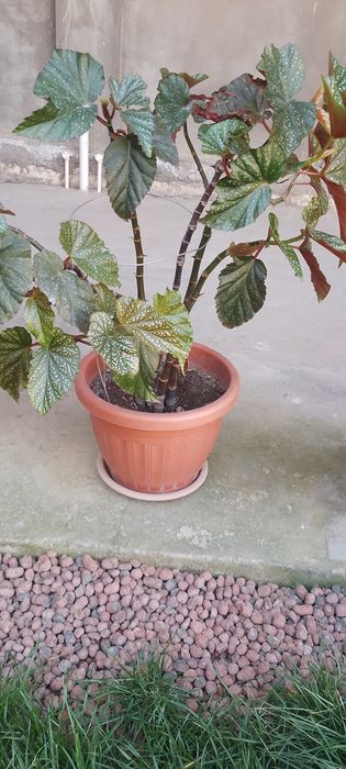 Гуллар сотилади.