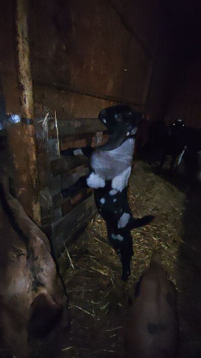 De vanzare țapusori  si ieduțe Anglo Nubieni  cu o genetica foarte bun