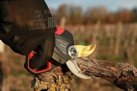 taieri de rodire si formare a pomilor fructiferi