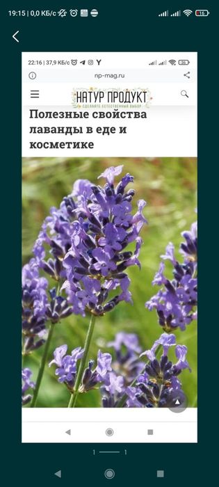 Лаванда для косметологии и лечения