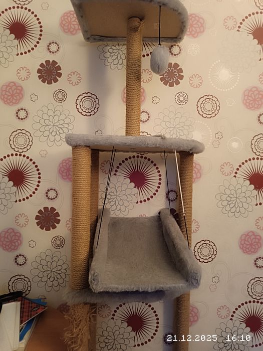 Донский сфинкс с когтеточкой