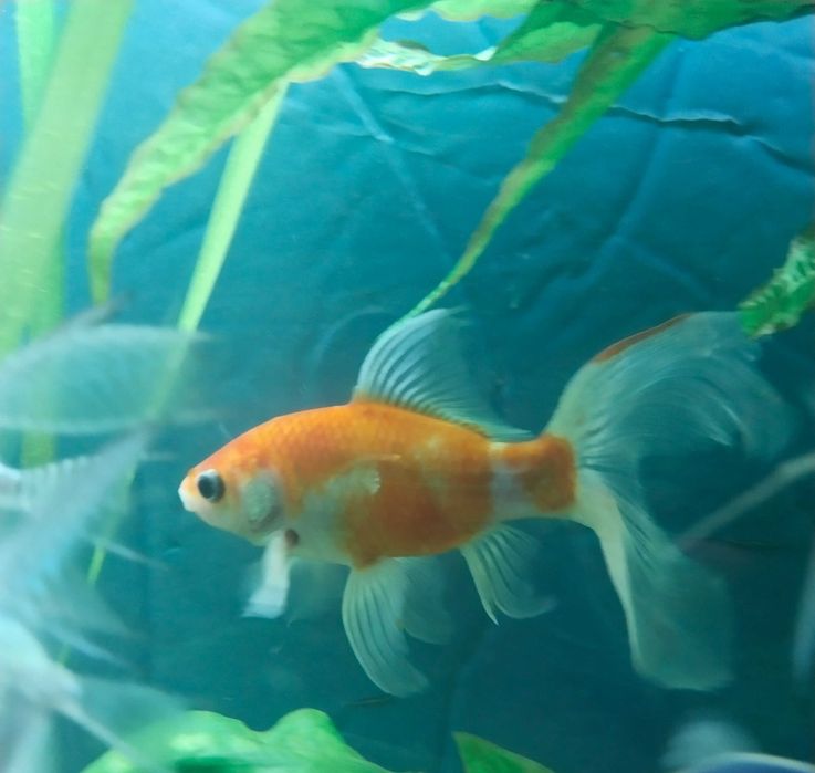 Рыба золотая Комета 18см