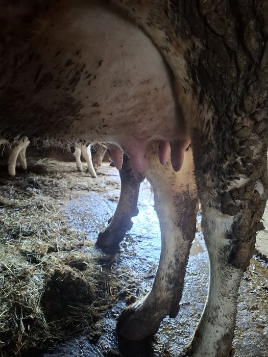 Vand vaca  baltata  neagra