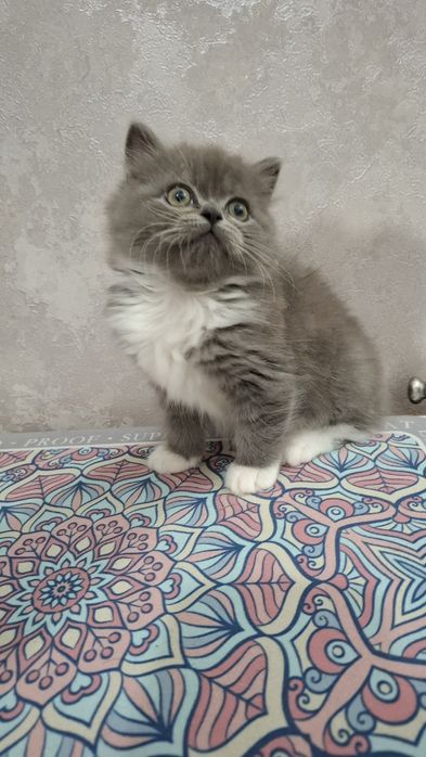 Шотландская страйт