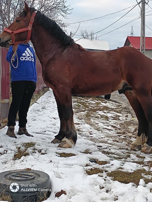 Vând mânz 3 ani învățat la pădure . Merge și în unu și la doi .