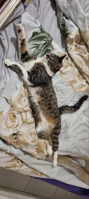 Передержка кошек, птиц, хомяков