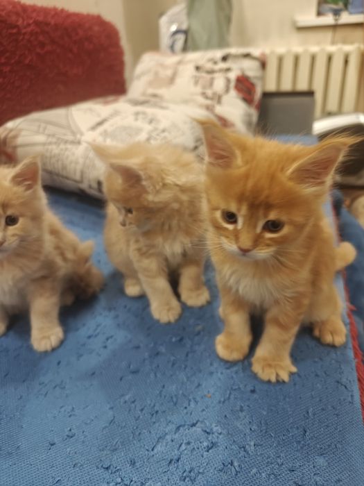 Мейн Кунчики 30 тыс