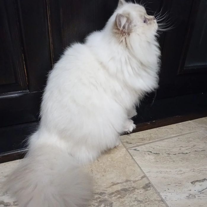 British Longhair