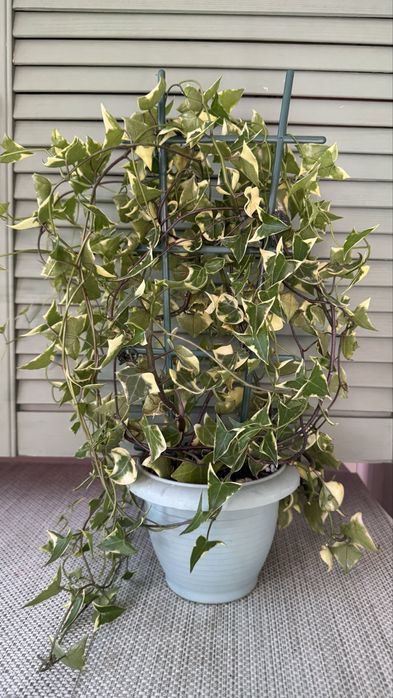 Крестовник  крупноязычковый