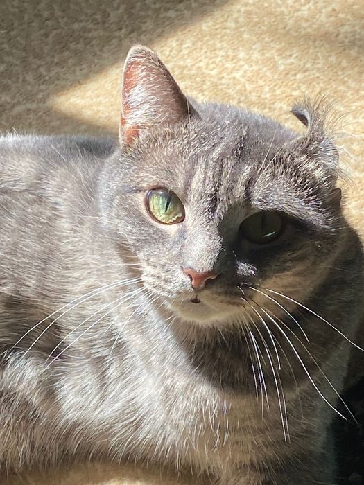 Отдам кота в хорошие руки