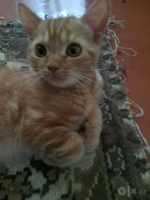 Котята Скоттиш Страйт