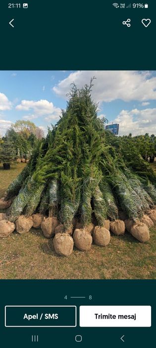Vând tuia Leyland la ofertă
