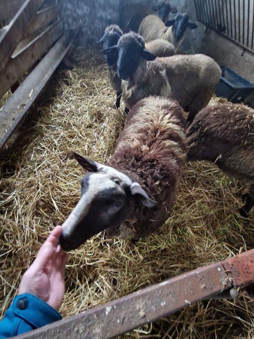 Se vinde un berbec dorper si un berbec patata olandeza