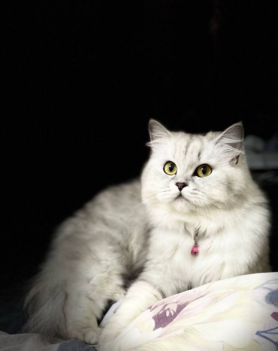 Ищем (жениха) кота для вязки шиншила