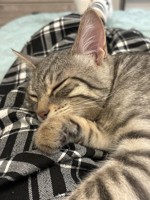 продам кошку 4,5 месяца