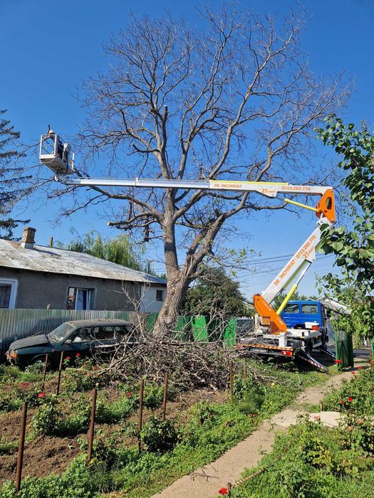 Tăiere/Toaletare Copaci Periculoși