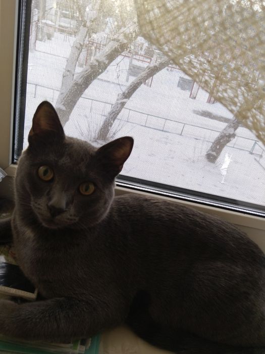 Дарю кошку в добрые руки