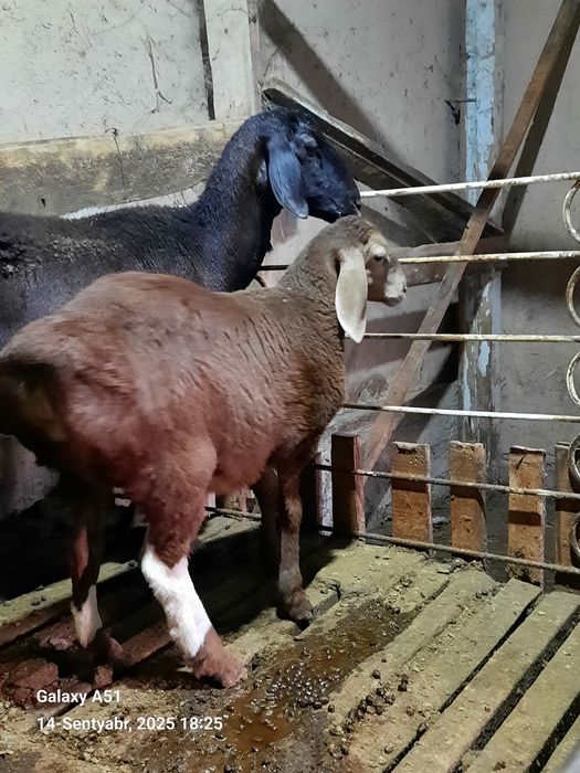 Zotor qo'y rasmda korsarilingan