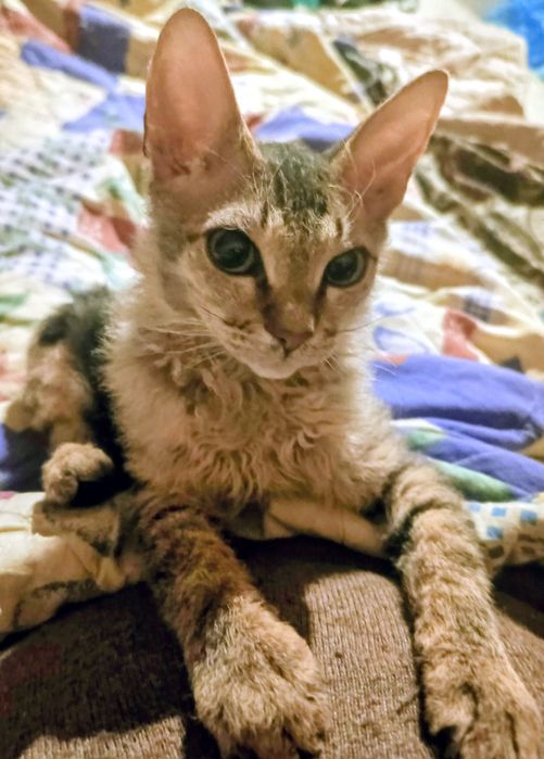 Котёнок Ла перма