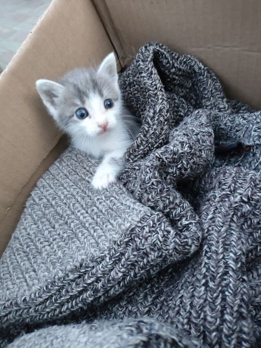 Отдам котят в добрые руки