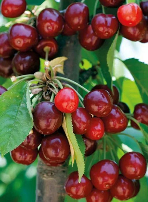 Pomi Fructiferi Pitic Dwrf (Cires )