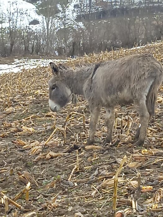 Vând sau schimb măgari cu alte animale