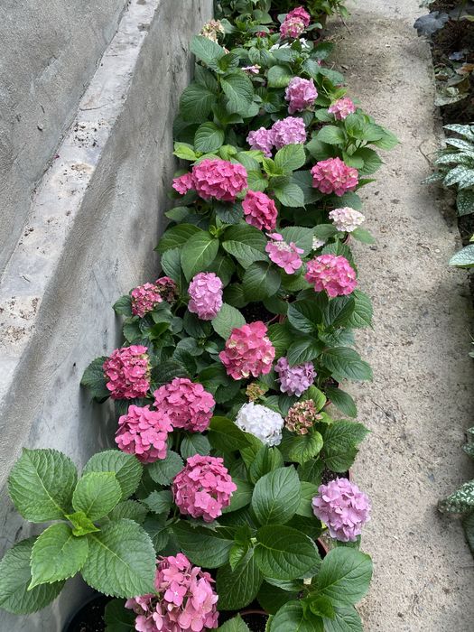 Гортензия 60,100,120 минг сум