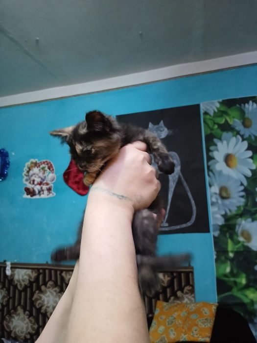 Пристройство животных