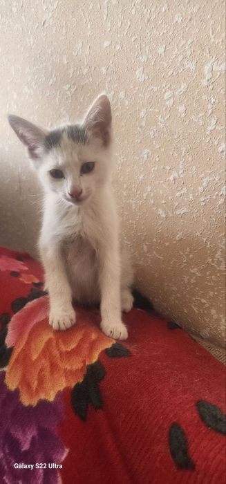 Mushuklarni berib yuvoramiza