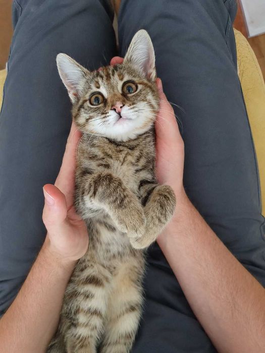 Коте Кая на 2 месеца търси дом