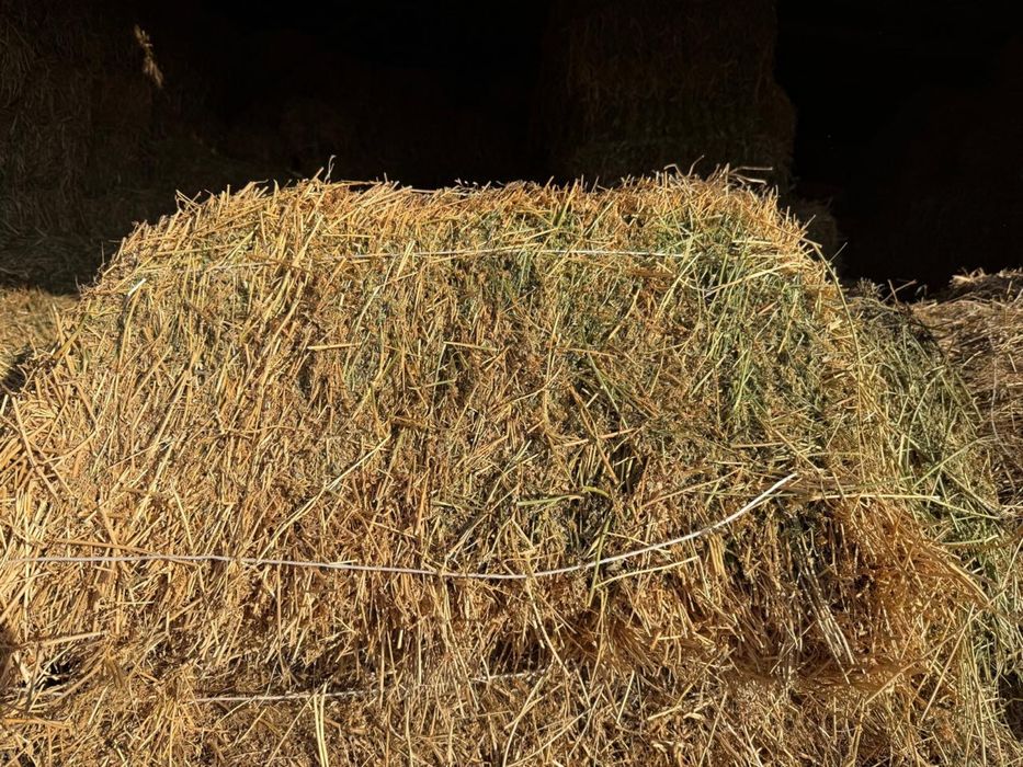Люцерна в тюках 111