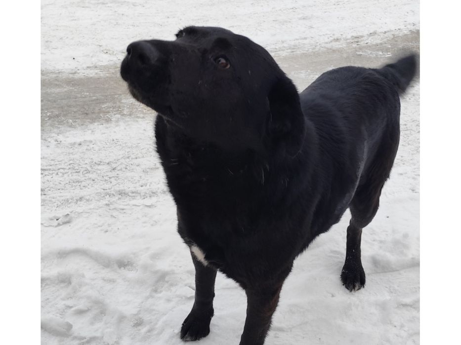 Собака большая, пёс, мальчик