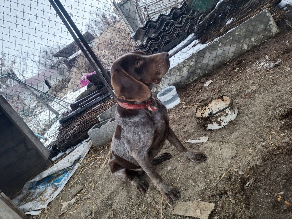 Хароши сабака охотшни