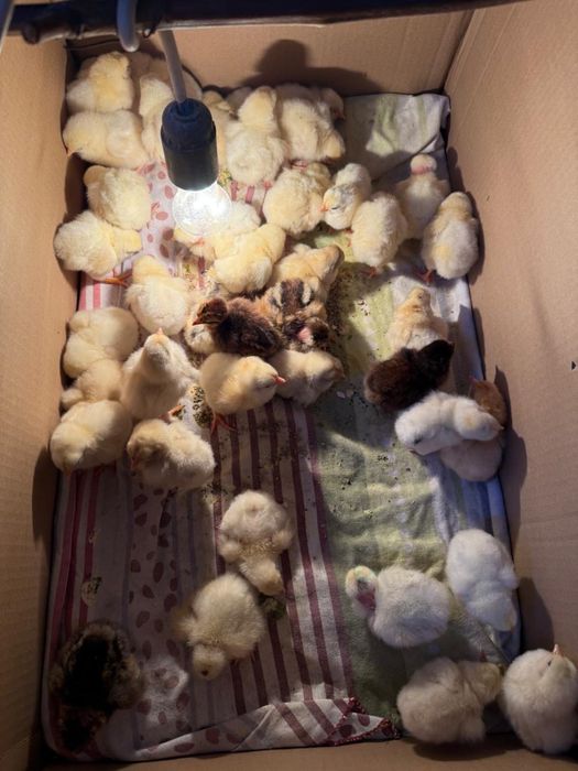 Суточные цыплята