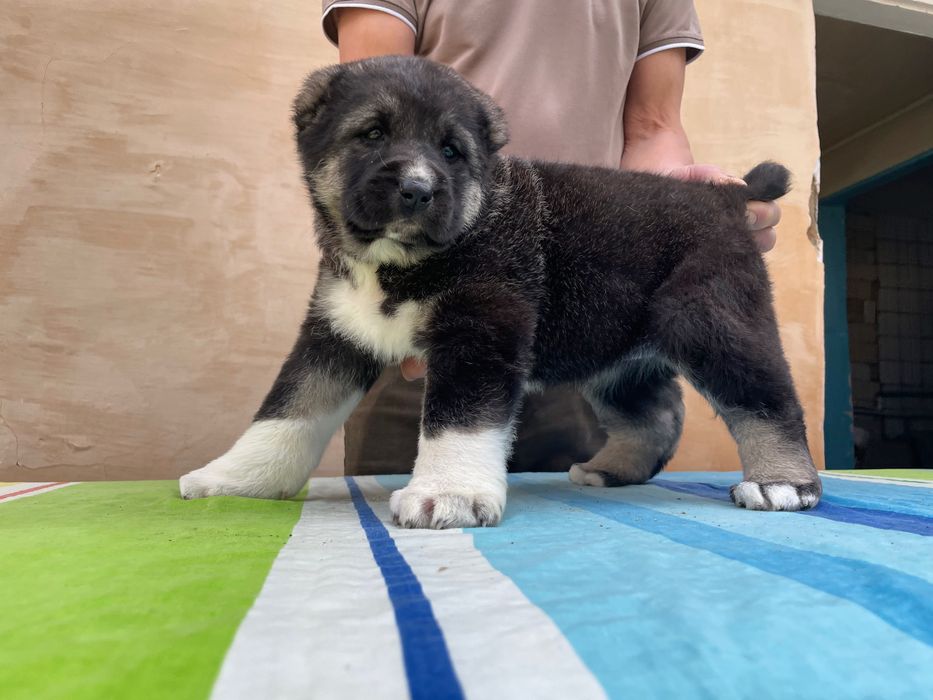 Щенок Алабая ( супер Гигант ) девочка