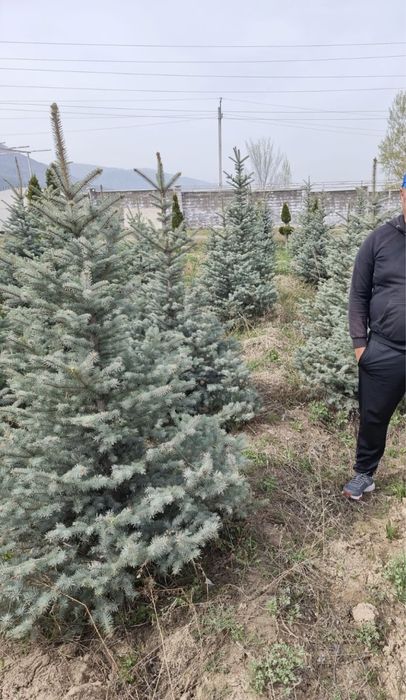 Голубые ели